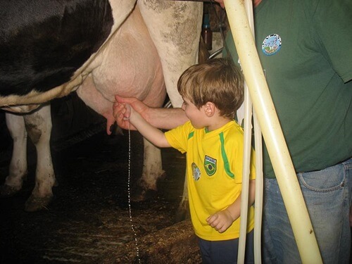 שביל פרות החלב